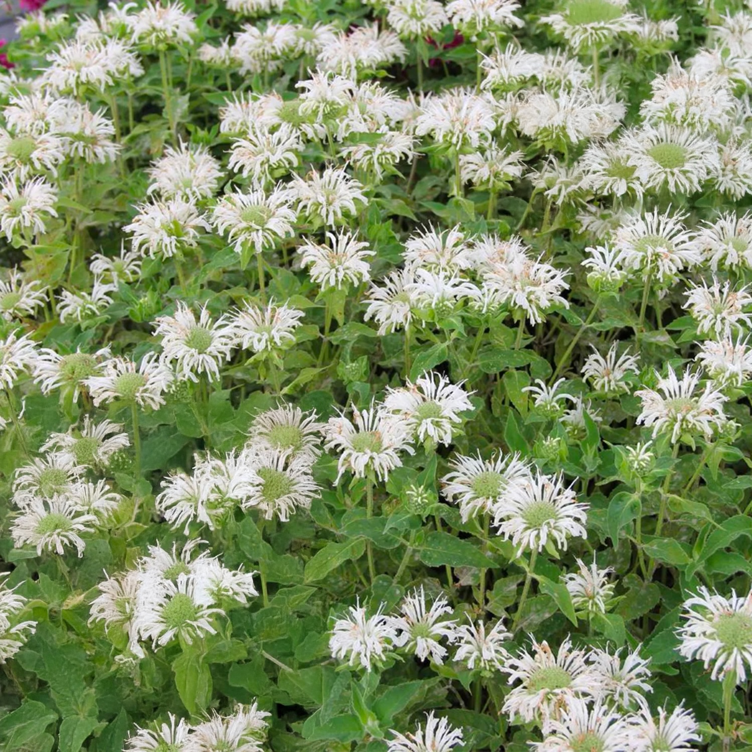 Monarda BEE-BRIGHT