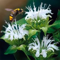 Monarda BEE-BRIGHT