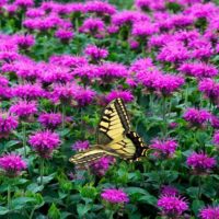 Monarda BEE-FREE