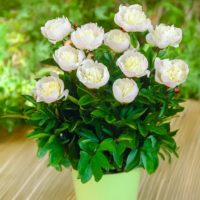 Paeonia (PEONIE) lactiflora MADRID