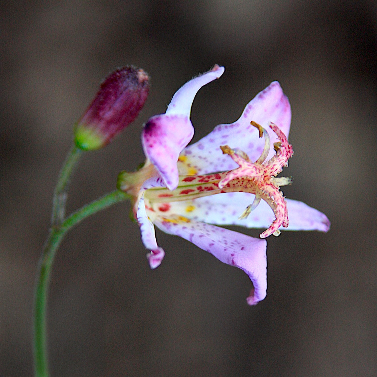 Tricyrtis TAIWAN ADBANE