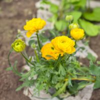 Ranunculus (RANUNCOLI) asiaticus GIALLO (yellow) P