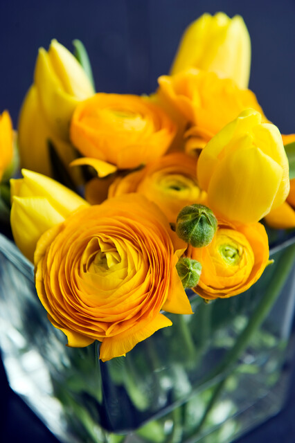 Ranunculus (RANUNCOLI) asiaticus GIALLO (yellow) P