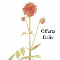 .Bulbose OFFERTA  DALIE