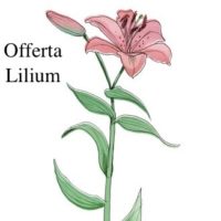 .Bulbose OFFERTA LILIUM