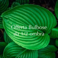 .Bulbose BULBOSE ESTIVO-ATUNNALI DA 1/2 OMBRA