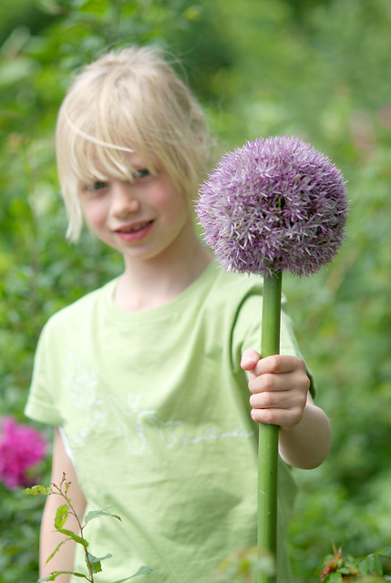 Allium ROUND AND PURPLE