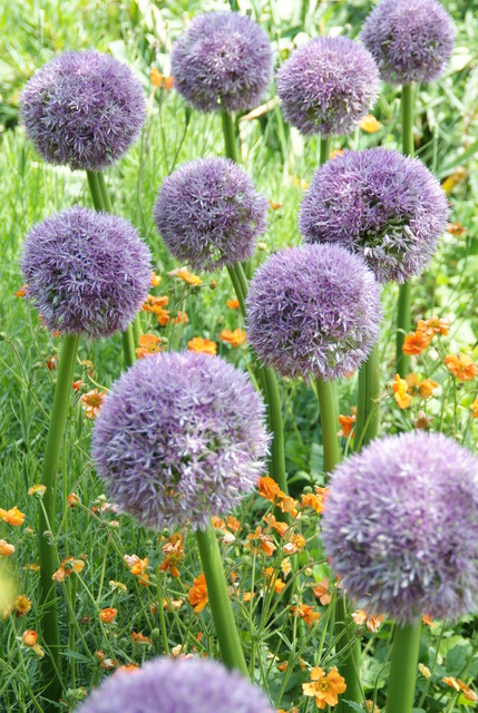 Allium ROUND AND PURPLE