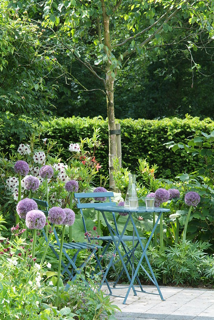 Allium ROUND AND PURPLE