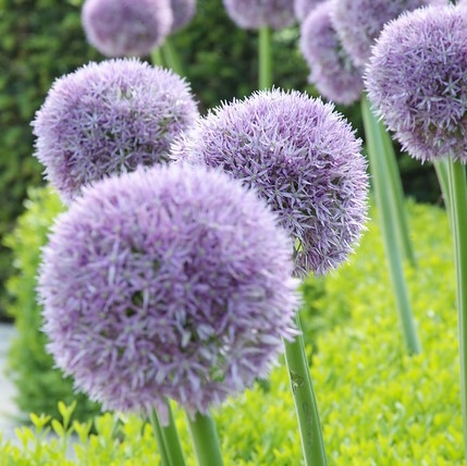 Allium ROUND AND PURPLE