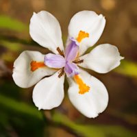 Dietes (v) iridioides
