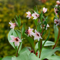 Fritillaria stenanthera