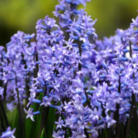 Hyacinthus o. multiflora BLUE PEARL