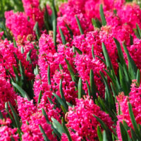 Hyacinthus o. multiflora SCARLET PEARL