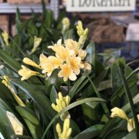 Clivia (v) miniata 'Citrina'