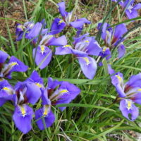 Iris (v) unguicularis