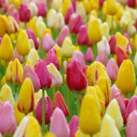 Catalogo 3 TULIPANI