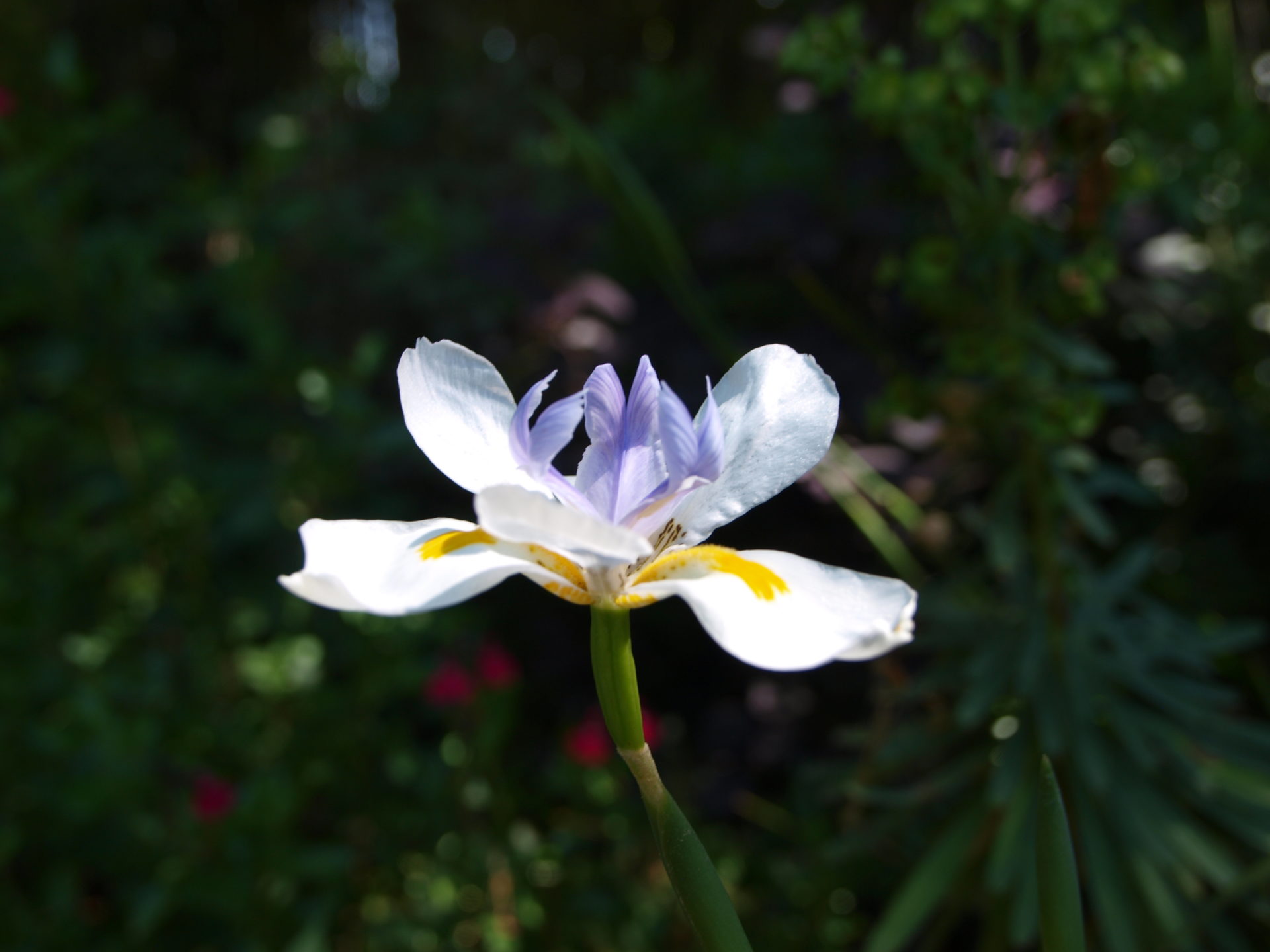 Dietes (v) iridioides