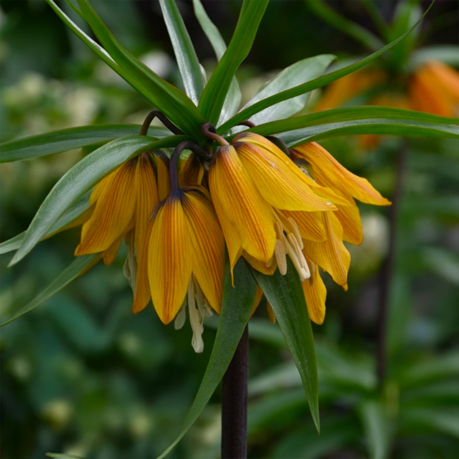 Fritillaria imperialis PARADISE BEAUTY