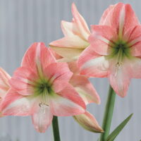 Hippeastrum (Gr.01 Galaxy) FAY (rustico)