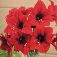 Hippeastrum (Gr.01 Galaxy) VESUVIUS (rustico)