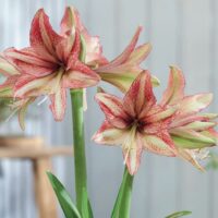 Hippeastrum (Gr.08 Butterfly) VINCENT (rustico)