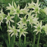 Hippeastrum (Gr.08 Butterfly) WHITE NILE (rustico)