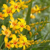 Crocosmia FIRESTARS HOTSPOT