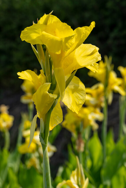 Canna a fogliame verde RICHARD WALLACE
