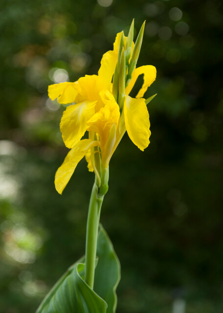 Canna a fogliame verde RICHARD WALLACE