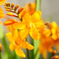 Crocosmia crocosmiiflora COLUMBUS