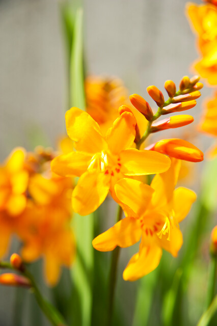 Crocosmia crocosmiiflora COLUMBUS