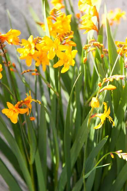 Crocosmia crocosmiiflora COLUMBUS