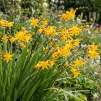 Crocosmia crocosmiflora YELLOW EMBERGLOW