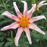 Dahlia (DALIA fiore semplice) orchid HONKA FRAGILE