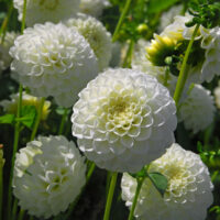 Dahlia (DALIA pompon) WHITE ASTER