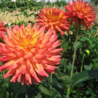 Dahlia (DALIA cactus) FELIDA SOLAR FLARE