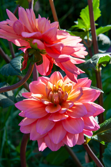 Dahlia (DALIA decorativa) GREAT SILENCE