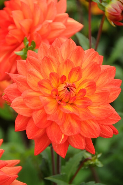 Dahlia (DALIA karma) FIESTA