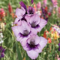 Gladiolus (GLADIOLI) GLADDIES 'Tina'