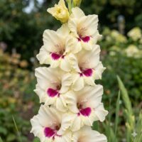 Gladiolus (GLADIOLI alti) AMBER MISTIQUE
