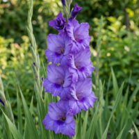 Gladiolus (GLADIOLI alti) COOKIE