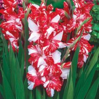 Gladiolus (GLADIOLI alti) KOI PURSUIT