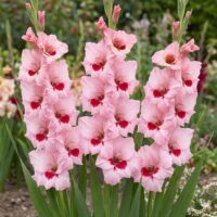 Gladiolus (GLADIOLI alti) WINE AND ROSES