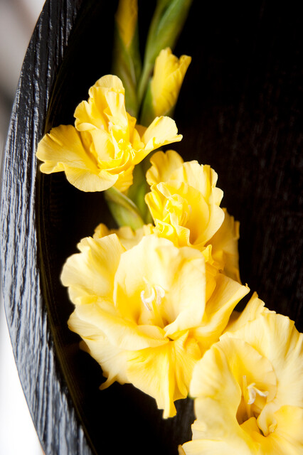 Gladiolus (GLADIOLI alti) BANANARAMA