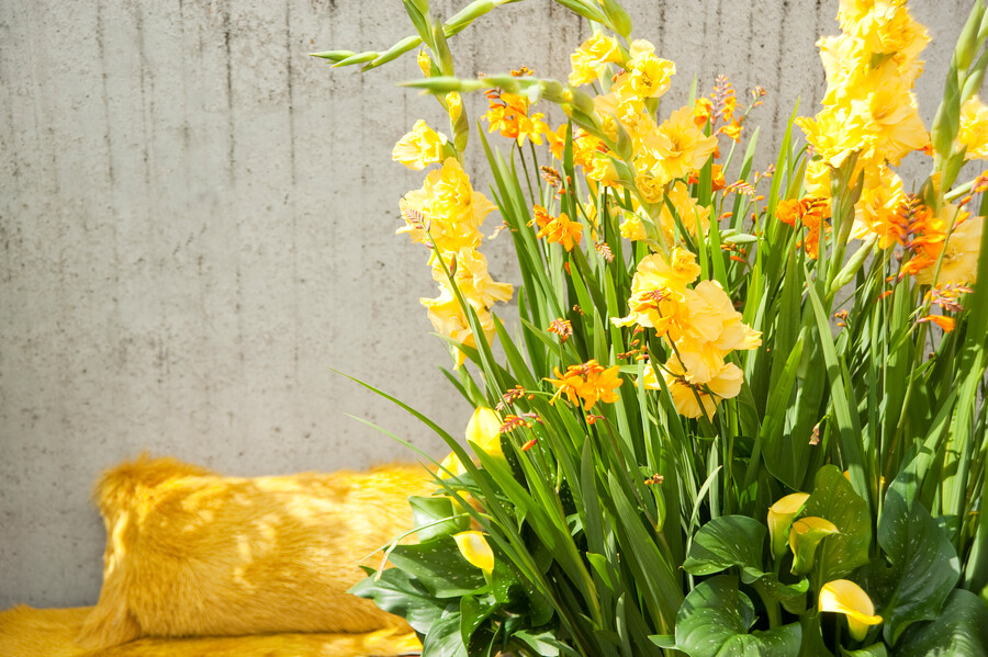 Gladiolus (GLADIOLI alti) BANANARAMA