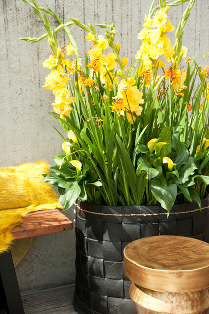 Gladiolus (GLADIOLI alti) BANANARAMA