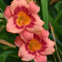Hemerocallis STRAWBERRY CANDY