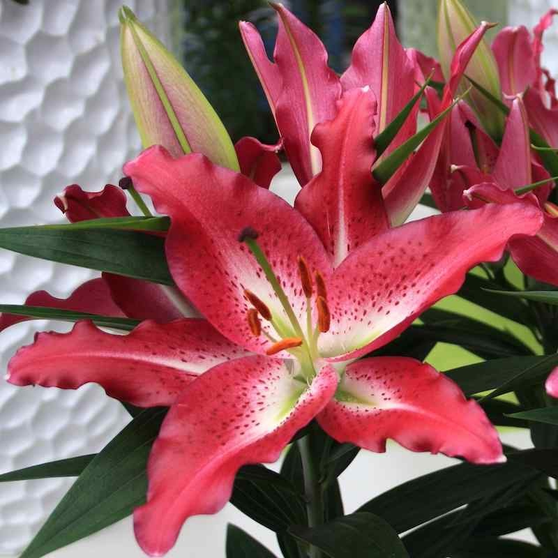 Lilium (GIGLI orientali) ENTERTAINER