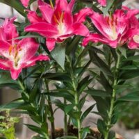 Lilium (GIGLI orientali) ENTERTAINER
